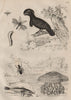 Gurnard. Umbrellabird. Broscus cephalotes. Cepheus jellyfish. Cephus 1834