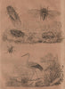 Cicindele (Tiger Beetle). Cigale (cicada). Cigogne (Stork) 1834 old print