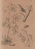 PLANTS. Ciguë (Hemlock). Cimbex (Sawfly). Cincle (European Dipper) 1834 print