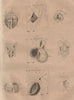 STRUCTURE OF THE HEART. Foetus. Crocodile. Snake. Lizard Salamander Fish 1834
