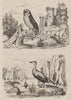 BIRDS. Effraie (Barn Owl). Eider duck 1834 old antique vintage print picture