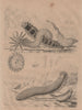 SEA CUCUMBERS. Holoturies (holothurians) 1834 old antique print picture