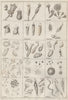 GEOLOGY. Infusoires (Infusoria) I 1834 old antique vintage print picture