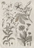 PLANTS. Inule (Inula). Ionidion. Carapichea ipecacuanha. Ipomoea 1834 print