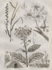 PLANTS. Ivraie (Darnel). Ixia. Ixora 1834 old antique vintage print picture