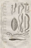 WORMS. Annélides. Annelids. 3 orders. Classification 1834 old antique print