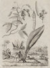 PLANTS. Kenedies (Kennedia). Kempferie (Kaempferia) 1834 old antique print