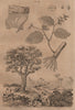 HOHERIA. Lagetto (Lace Bark Tree). Boisdentelle. Ribbonwood tree 1834 print