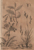 PLANTS. Laiche (Carex). Laitron (Sonchus). Lamarckia 1834 old antique print