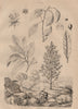 LAUREL TREES Common Laurel. Camphor Laurel. Sassafras 1834 old antique print