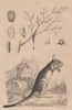 Manne (manna). Mannet ou Helamys (Jumping Hare) 1834 old antique print picture
