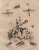 MEMBRACIDAE. Treehoppers. Thorn bugs. Insects. Membraces 1834 old print