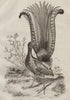 Menure (Lyrebird). Menziezie (False Azalea) 1834 old antique print picture