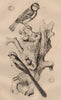 BIRDS. Eurasian blue-tit. Long-tailed-tit. 1834 old antique print picture