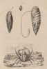 CRUSTACEANS. Mithrax crab. Mithraculus. Mitra Mitra (Episcopal miter) 1834