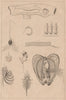 MOLLUSCS. Mollusques. Anatomy II 1834 old antique vintage print picture