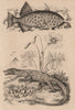 Monacanthidae (filefish). Monitor Lizard. Monsonia speciosa 1834 old print