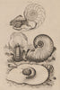 MOLLUSCS. Natice (Euspira catena). Nautile (Nautilus) 1834 old antique print