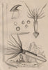 MOLLUSCS. Ommastrèphe Géant (Giant Squid) des pècheurs 1834 old antique print