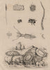 Onchidium sea slugs.Onychoteuthis squid.Onitis/Ontophagus beetles.Opegrapha 1834