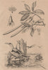 Paille queue (White-tailed Tropicbird). Palétuvier (Mangrove) 1834 old print
