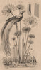 BIRDS/PLANTS. Papyrus. Paradis (Raggiana Bird of Paradise) 1834 old print