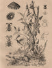FOOD. Patate (Potato) plant. Patelle (Limpet). Pausse (Ant nest beetle) 1834