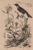 Phlomide (Phlomis). Pholidote. Phonygame (Blackbird?) 1834 old antique print