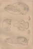 PHRENOLOGY. Skulls of mammals 1834 old antique vintage print picture
