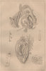 MOLLUSC PHYSIOLOGY. Viscères Viscera digestive system. Mollusques Zoophytes 1834