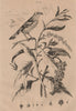 PLANTS. Phytolaque (Pokeweed). Phytotoma (Rufous-tailed Plantcutter) 1834
