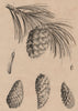 PINE CONES Pinus mugo/pinaster/rigida/cembro(Mountain/maritime/pitch/Swiss) 1834