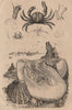 SEALIFE. Pinnothères (pinnotheres crabs). Pintadine (Pinctada/Mother Pearl) 1834