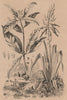 PLANTS. Pitcairnia. Pittospore (Pittosporum) 1834 old antique print picture
