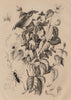 Platygaster robiniae. Platylobium plant. Platyrhinque (Flycatcher) 1834 print