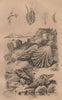 MOLLUSCS. Pleurotomia. Plicatula 1834 old antique vintage print picture