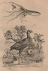 Poule Sultane (Purple Swamphen). Poulpe voile (Glowing sucker octopus) 1834