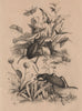 INSECTS. Xyleborus procer (Bark beetle). Procris (Small Heath Butterfly) 1834