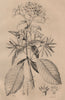 QUININE BARK TREE. Red & grey Quinquina (Cinchona) 1834 old antique print