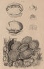 Rafflésie (Rafflesia). Parasitic flowering plant 1834 old antique print