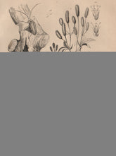 Saperda/flat-face longhorn beetle.Sanguisorba/Great burnet.Green Salamander 1834