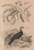 Talégale (Australian Brushturkey). Tamarinier (Tamarind tree) 1834 old print