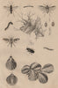 Mealworm. Tenthredes (Sawflies). Téphrites (Euthera fly). Terebratulids 1834