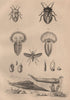 Tessaratomidae. Testacella Cryptella slugs. Tetanocera. Tethys fimbria 1834