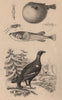 Grouse. Tetrarhynchus. Long-horned Groundhopper. Pufferfish 1834 old print