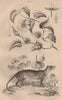 Thunbergia (Clockvine). Thylacine (Tasmanian Tiger) 1834 old antique print