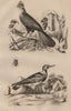 Touroco (Guinea Turaco bird). Tournepierre (Eurasian Wryneck). Trachyde 1834