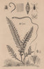 Trichius.Trichina.Whipworm.Trichognathe.Trichomane (Climbing Bristle Fern) 1834