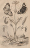 Valériane (Valerian). Vanesses (Vanessa Butterflies) 1834 old antique print