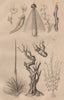 STEMS OF PLANTS. Végétaux (Tiges) 1834 old antique vintage print picture